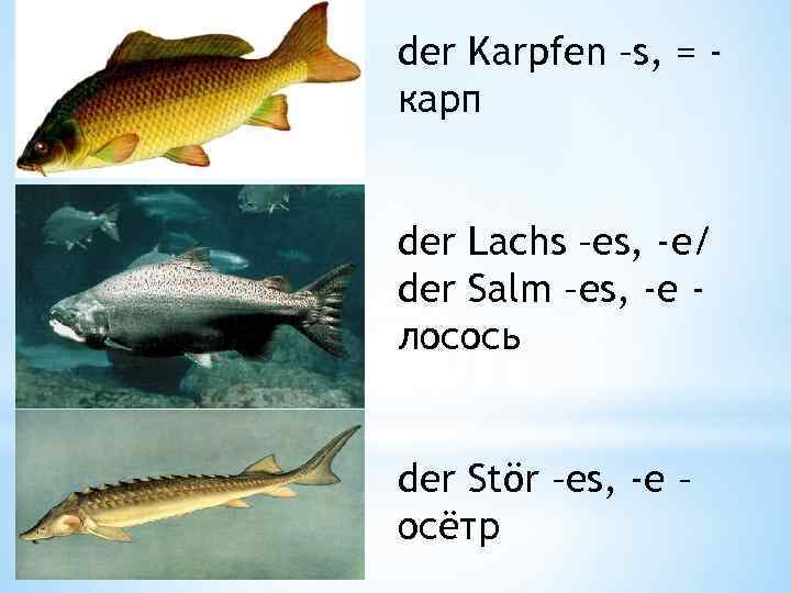 der Karpfen –s, = карп der Lachs –es, -e/ der Salm –es, -e лосось
