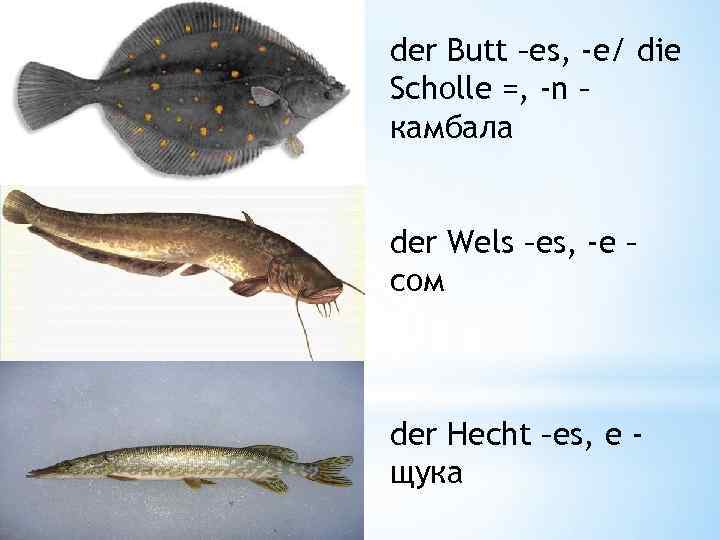 der Butt –es, -e/ die Scholle =, -n – камбала der Wels –es, -e