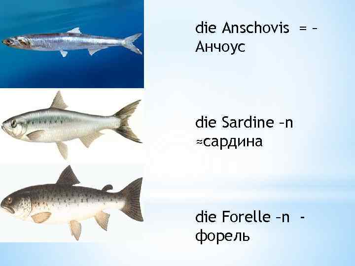 die Anschovis = – Анчоус die Sardine –n ≈сардина die Forelle –n форель 