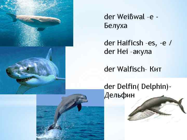 der Weißwal –e Белуха der Haificsh –es, -e / der Hei –акула der Walfisch–