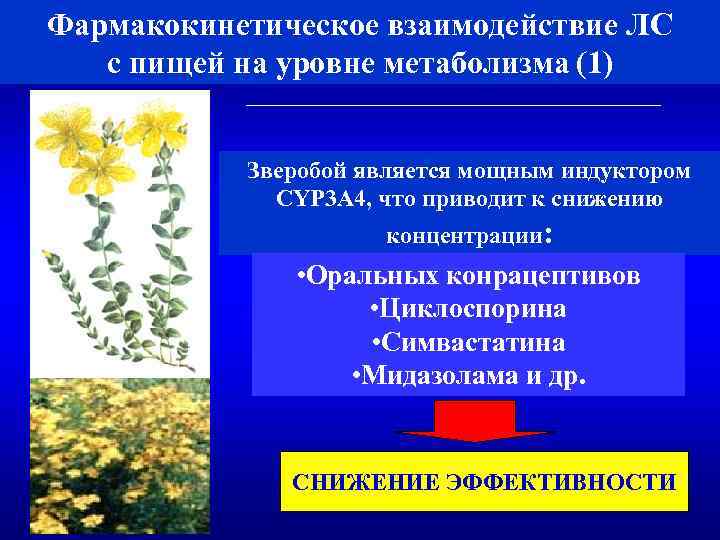 Фармакокинетическое взаимодействие ЛС с пищей на уровне метаболизма (1) Зверобой является мощным индуктором CYP
