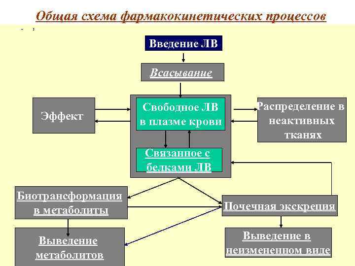 Общая схема фармакокинетических процессов – 1 Введение ЛВ Всасывание Эффект Свободное ЛВ в плазме