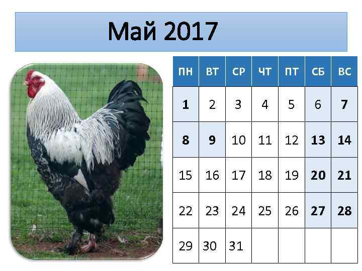 Май 2017 ПН ВТ СР ЧТ ПТ СБ ВС 1 2 3 4 5