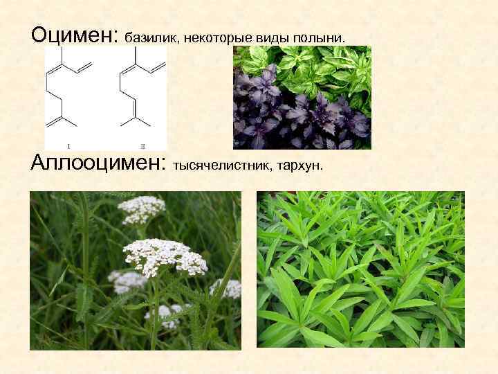 Оцимен: базилик, некоторые виды полыни. Аллооцимен: тысячелистник, тархун. 
