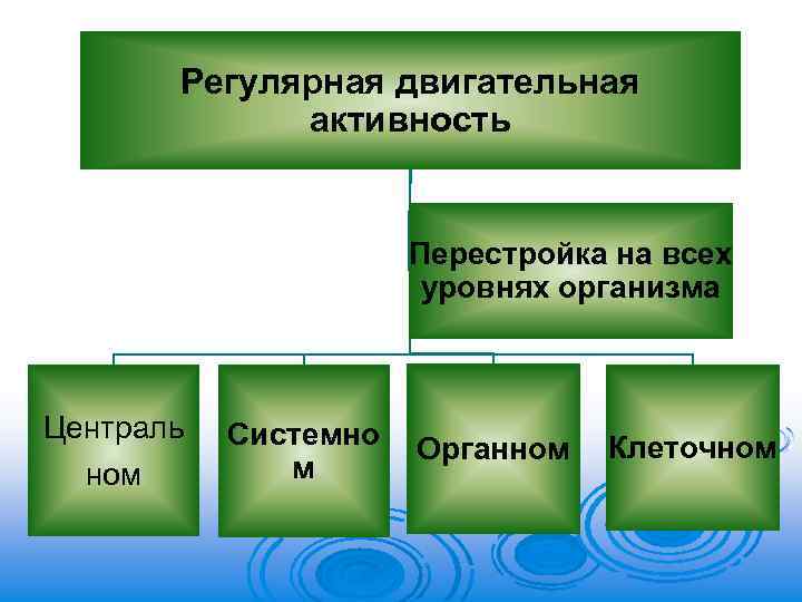 Регулярная двигательная активность Перестройка на всех уровнях организма Централь ном Системно м Органном Клеточном
