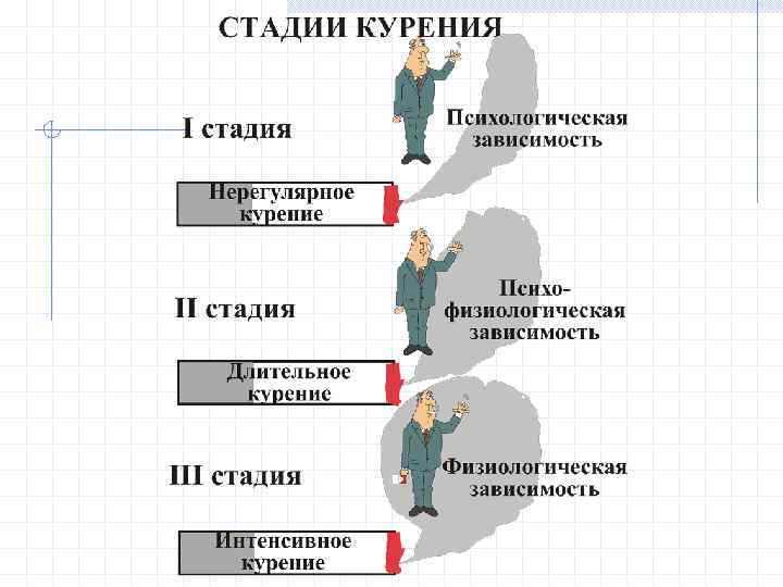 Стадии жизни