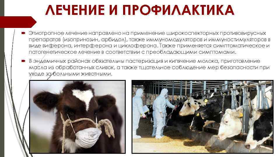 ЛЕЧЕНИЕ И ПРОФИЛАКТИКА Этиотропное лечение направлено на применение широкоспекторных противовирусных препаратов (изопринозин, арбидол), также