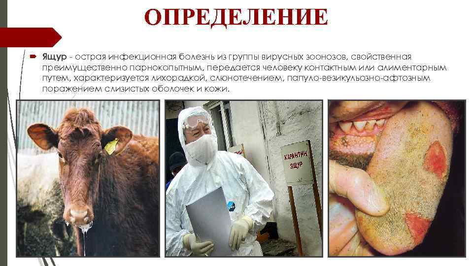 ОПРЕДЕЛЕНИЕ Ящур - острая инфекционная болезнь из группы вирусных зоонозов, свойственная преимущественно парнокопытным, передается