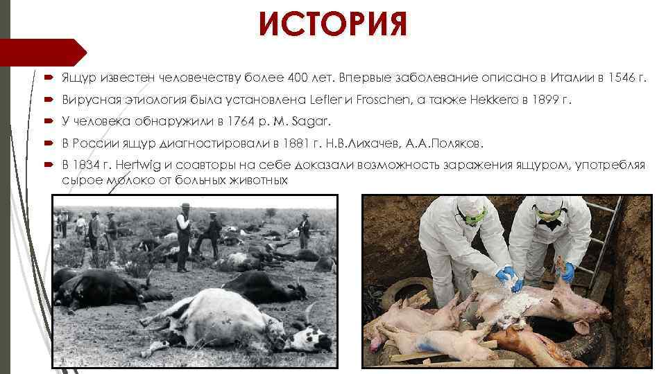 ИСТОРИЯ Ящур известен человечеству более 400 лет. Впервые заболевание описано в Италии в 1546
