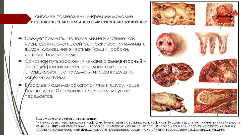 Наиболее подвержены инфекции молодые парнокопытные сельскохозяйственные животные. Следует помнить, что такие дикие животные, как