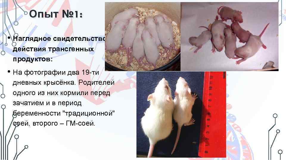 Опыт № 1: • Наглядное свидетельство действия трансгенных продуктов: • На фотографии два 19