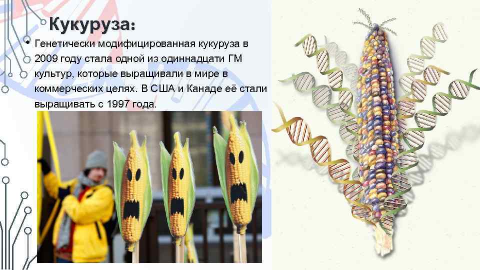 Трансгенные растения картинки