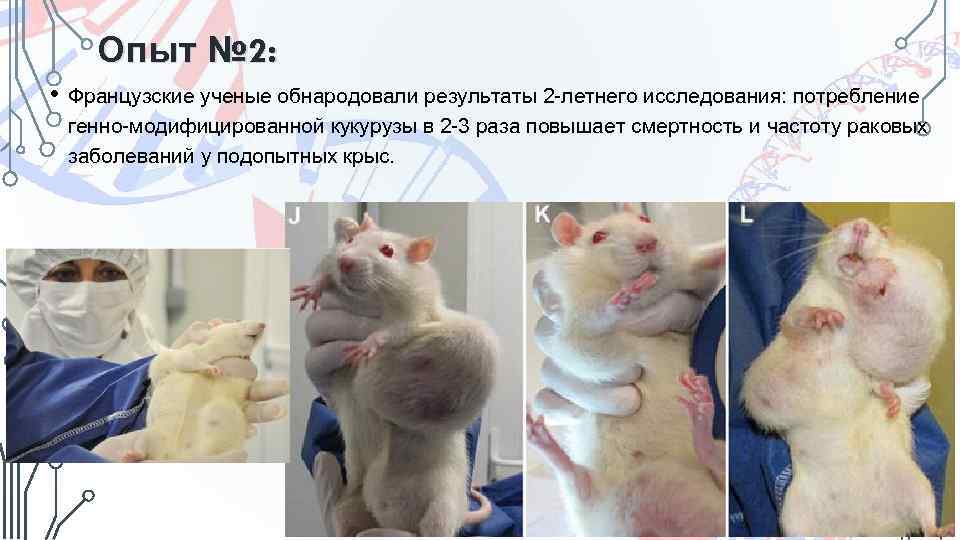 Опыт № 2: • Французские ученые обнародовали результаты 2 -летнего исследования: потребление генно-модифицированной кукурузы