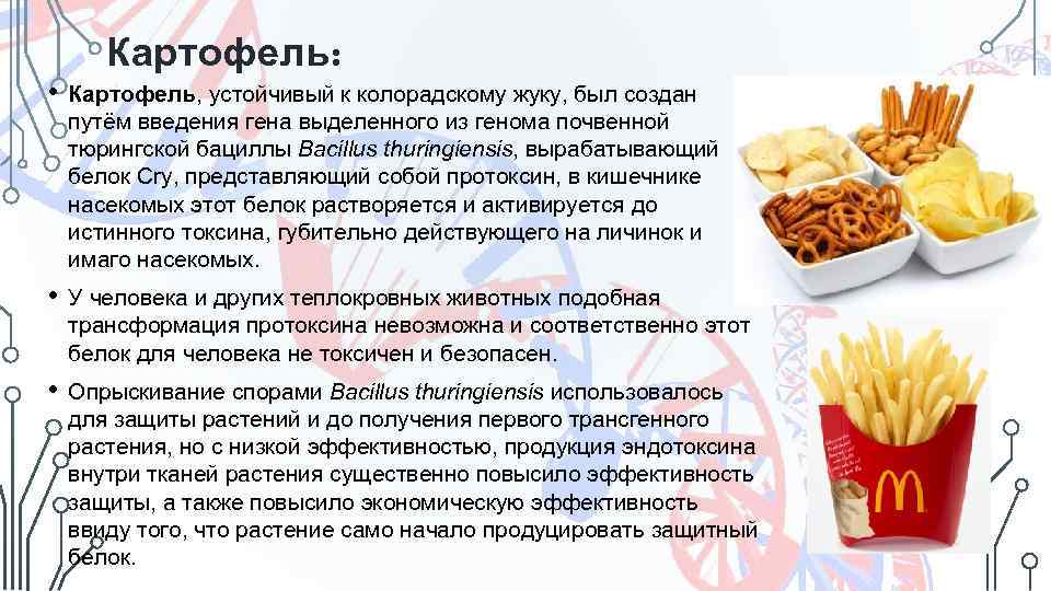 Картофель: • Картофель, устойчивый к колорадскому жуку, был создан путём введения гена выделенного из