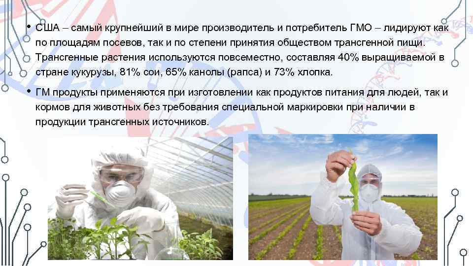  • США – самый крупнейший в мире производитель и потребитель ГМО – лидируют