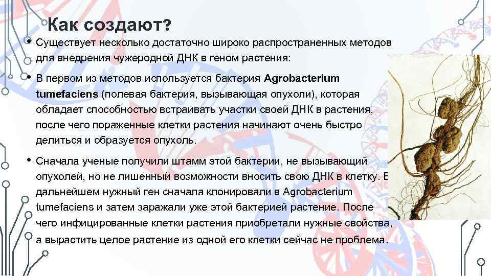 Как создают? • Существует несколько достаточно широко распространенных методов для внедрения чужеродной ДНК в