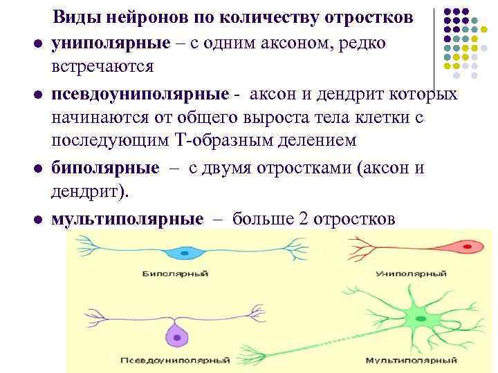 l l Виды нейронов по количеству отростков униполярные – с одним аксоном, редко встречаются