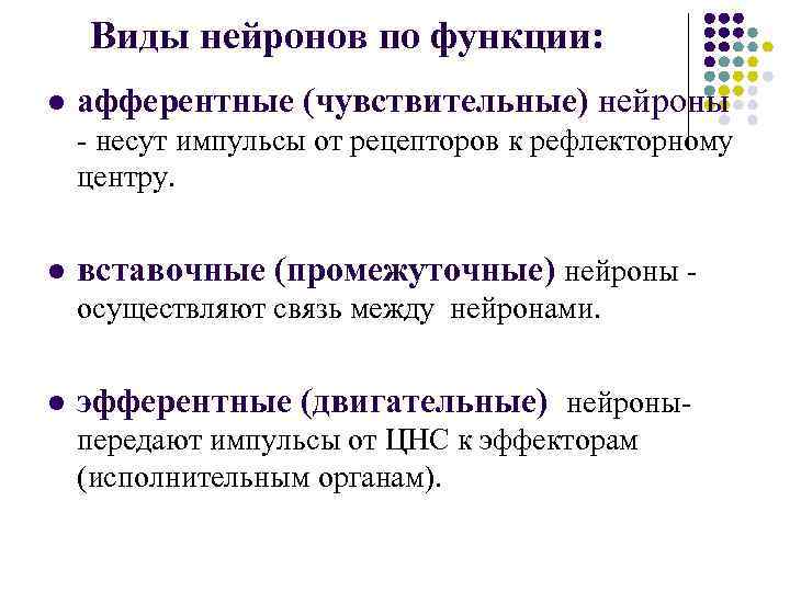 Виды нейронов по функции: l афферентные (чувствительные) нейроны - несут импульсы от рецепторов к