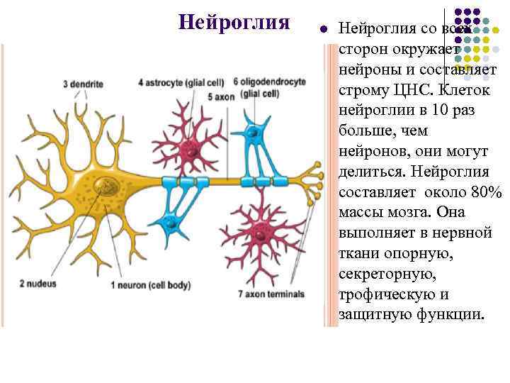 Нейроглия l Нейроглия со всех сторон окружает нейроны и составляет строму ЦНС. Клеток нейроглии