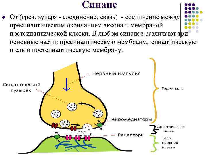 Синапс l l От (греч. synaps - соединение, связь) - соединение между пресинаптическим окончанием