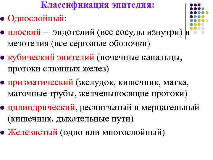 l l l Классификация эпителия: Однослойный: плоский – эндотелий (все сосуды изнутри) и мезотелия