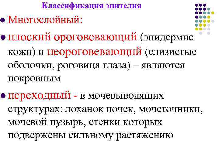 l Классификация эпителия Многослойный: l плоский ороговевающий (эпидермис кожи) и неороговевающий (слизистые оболочки, роговица