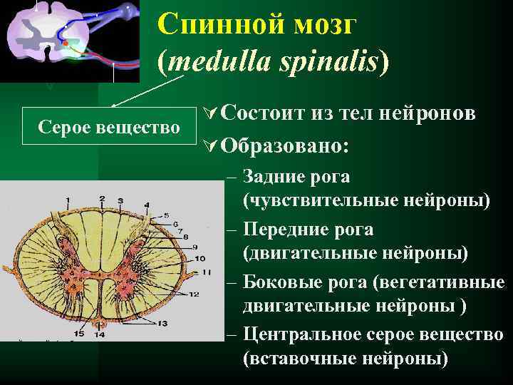 Спинной мозг (medulla spinalis) Серое вещество Ú Состоит из тел нейронов Ú Образовано: –