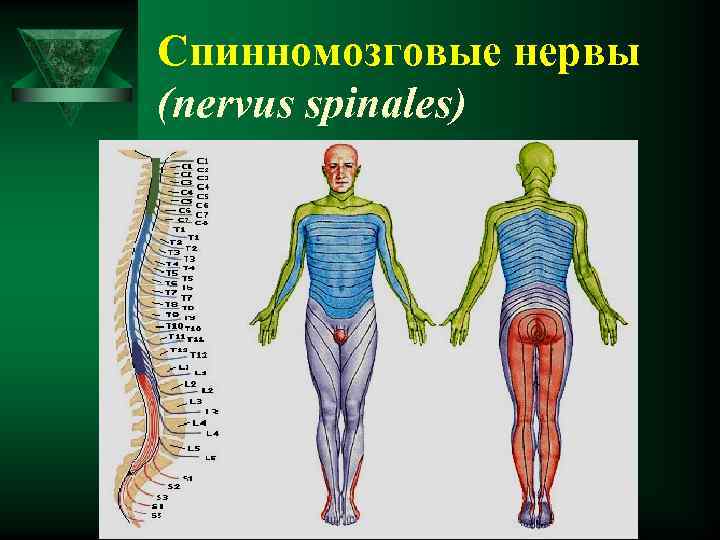 Спинномозговые нервы (nervus spinales) 