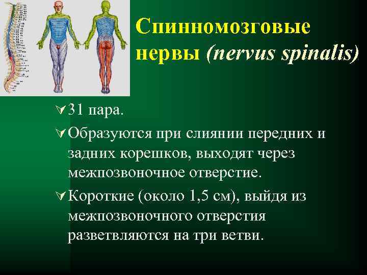 Спинномозговые нервы (nervus spinalis) Ú 31 пара. Ú Образуются при слиянии передних и задних