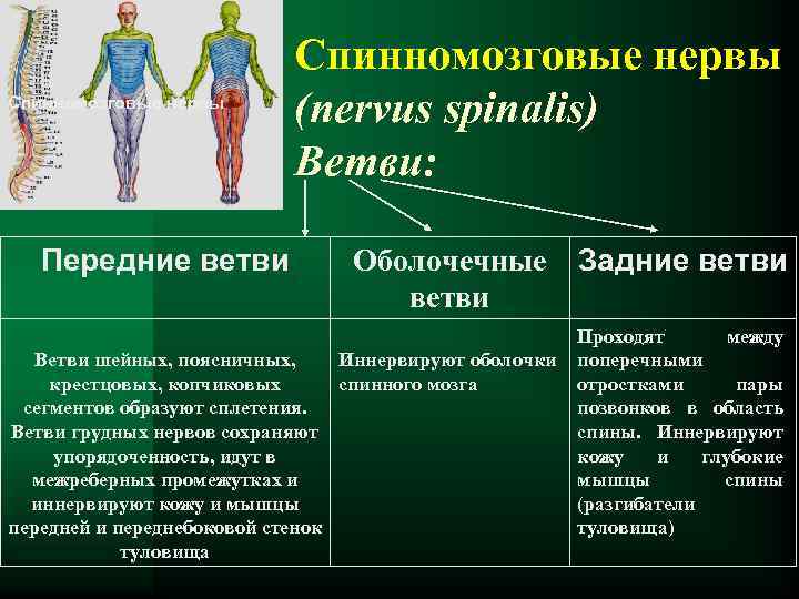 Спинномозговые нервы Передние ветви Спинномозговые нервы (nervus spinalis) Ветви: Оболочечные Задние ветви Проходят между