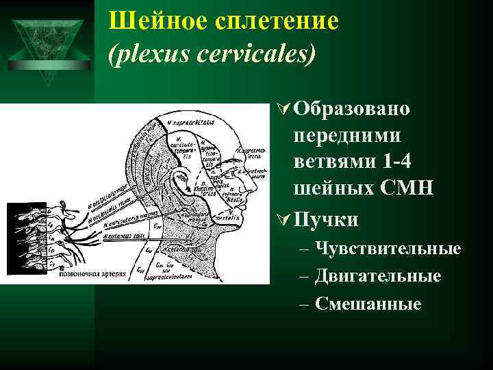 Шейное сплетение (plexus cervicales) Ú Образовано передними ветвями 1 -4 шейных СМН Ú Пучки