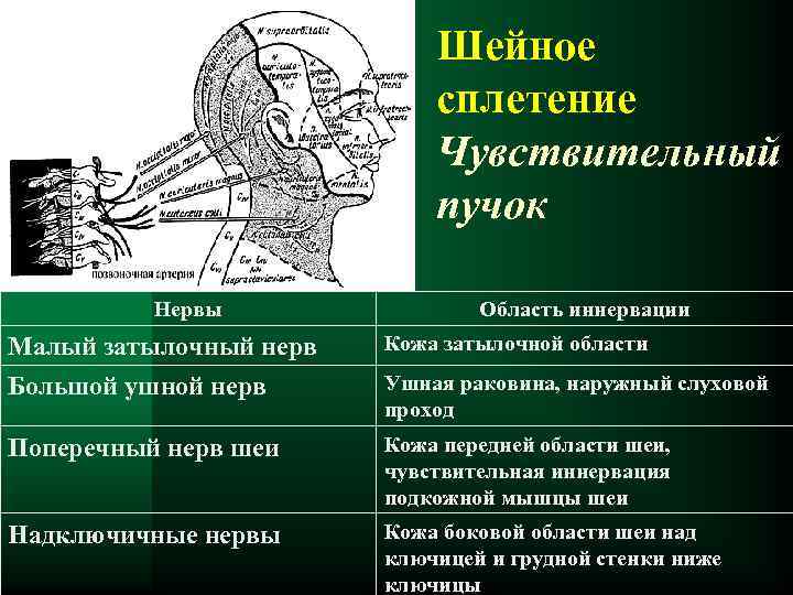 Шейное сплетение Чувствительный пучок Нервы Область иннервации Малый затылочный нерв Большой ушной нерв Кожа