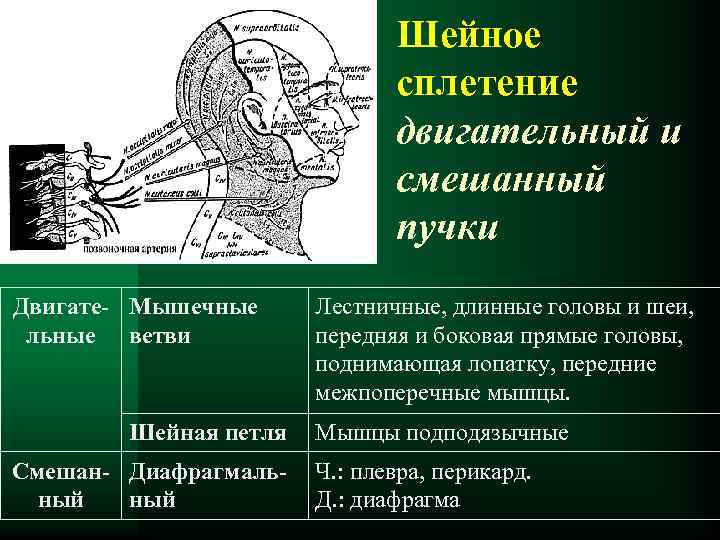 Шейное сплетение двигательный и смешанный пучки Двигате- Мышечные льные ветви Шейная петля Смешан- Диафрагмальный