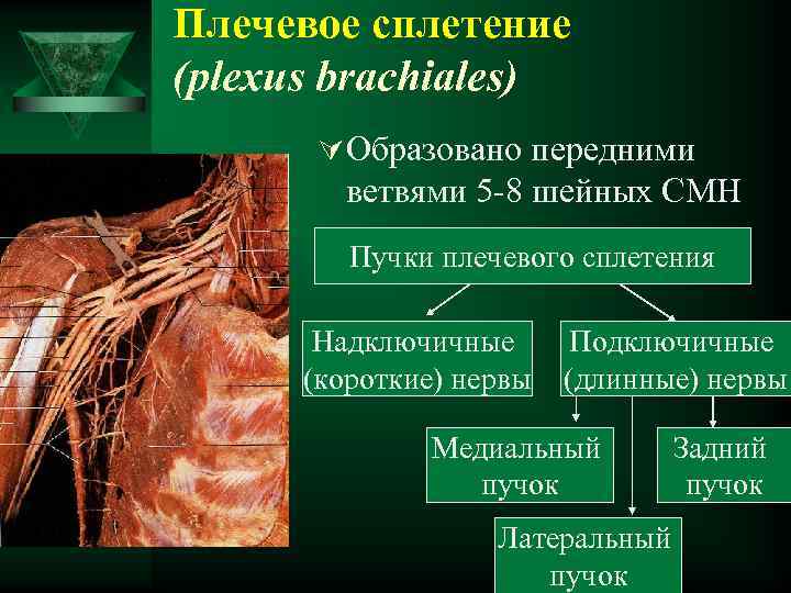 Плечевое сплетение (plexus brachiales) Ú Образовано передними ветвями 5 -8 шейных СМН Пучки плечевого