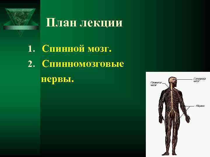 План лекции 1. Спинной мозг. 2. Спинномозговые нервы. 