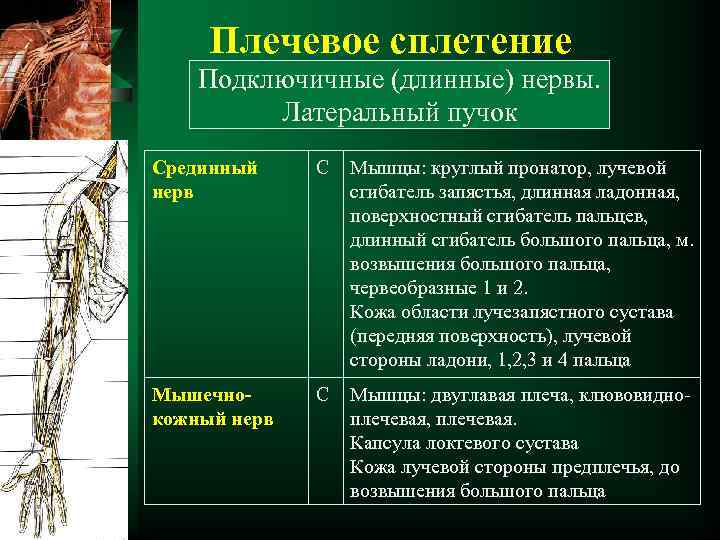 Плечевое сплетение Подключичные (длинные) нервы. Латеральный пучок Срединный нерв С Мышцы: круглый пронатор, лучевой