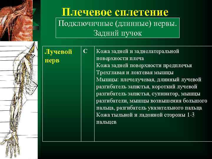 Плечевое сплетение Подключичные (длинные) нервы. Задний пучок Лучевой нерв С Кожа задней и заднелатеральной