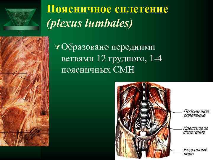 Поясничное сплетение (plexus lumbales) Ú Образовано передними ветвями 12 грудного, 1 -4 поясничных СМН