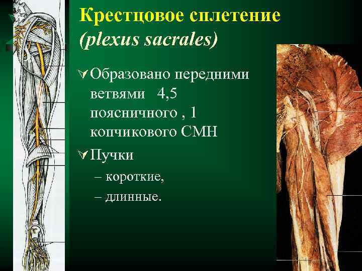 Крестцовое сплетение (plexus sacrales) Ú Образовано передними ветвями 4, 5 поясничного , 1 копчикового