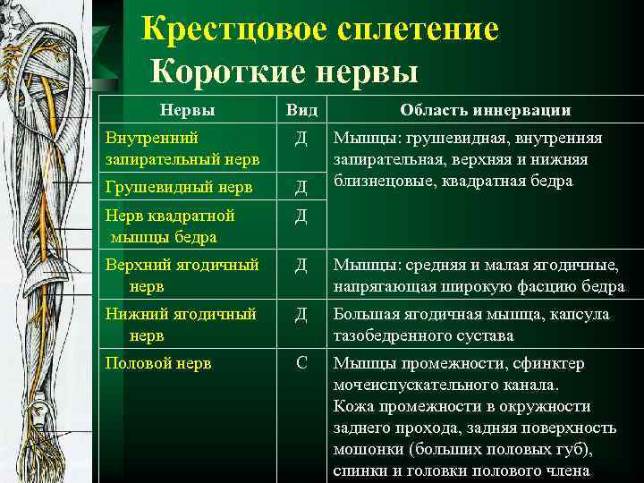 Крестцовое сплетение Короткие нервы Нервы Вид Область иннервации Внутренний запирательный нерв Д Грушевидный нерв