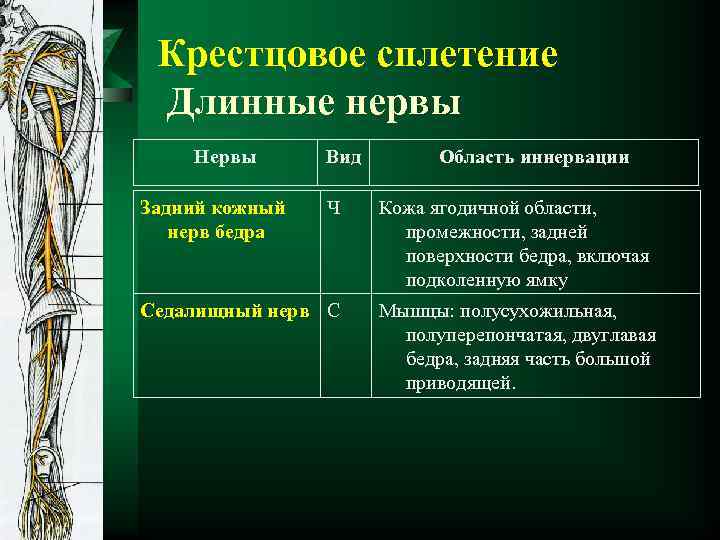 Крестцовое сплетение Длинные нервы Нервы Задний кожный нерв бедра Вид Ч Седалищный нерв С