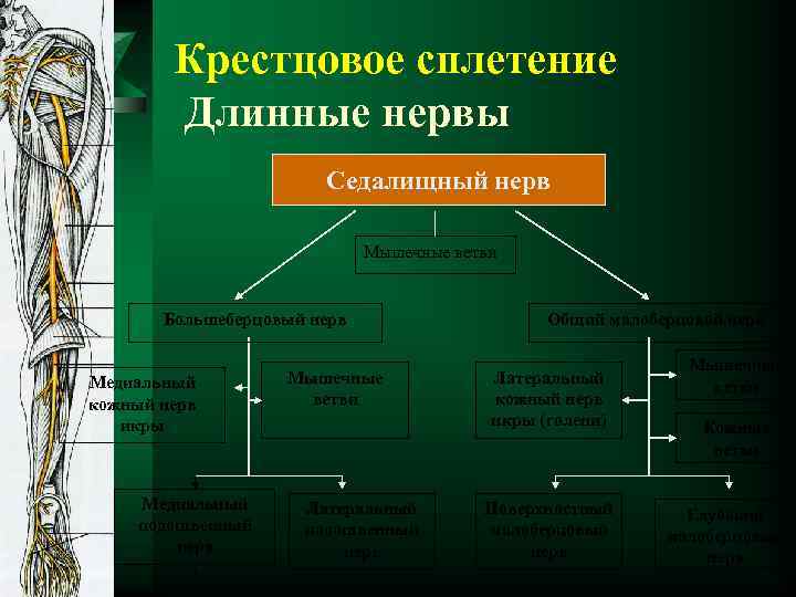 Крестцовое сплетение Длинные нервы Седалищный нерв Мышечные ветви Большеберцовый нерв Медиальный кожный нерв икры