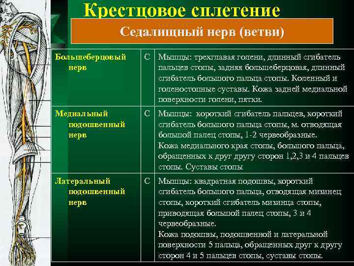 Крестцовое сплетение Седалищный нерв (ветви) Большеберцовый нерв С Мышцы: трехглавая голени, длинный сгибатель пальцев