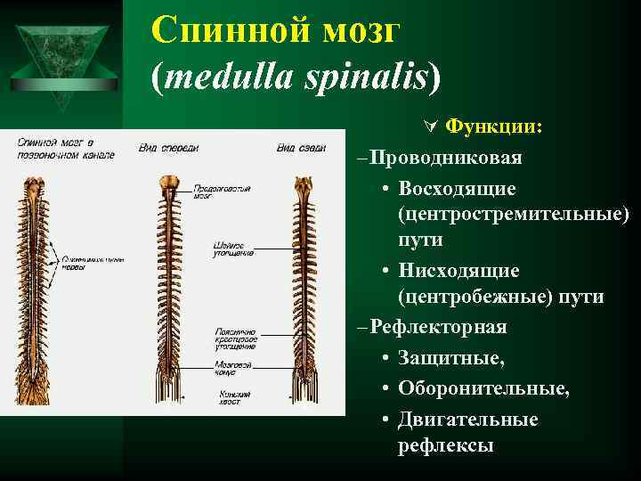 Спинной мозг (medulla spinalis) Ú Функции: – Проводниковая • Восходящие (центростремительные) пути • Нисходящие