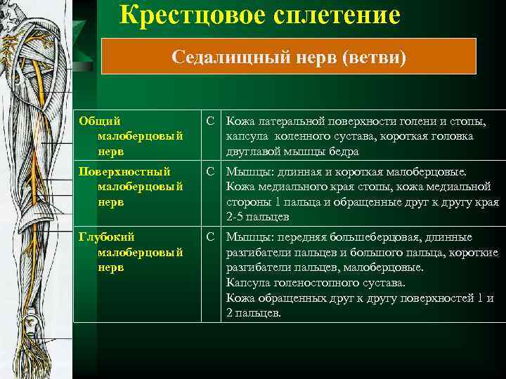 Крестцовое сплетение Седалищный нерв (ветви) Общий малоберцовый нерв С Кожа латеральной поверхности голени и