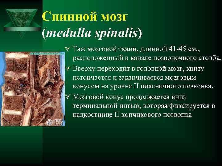 Спинной мозг (medulla spinalis) Ú Тяж мозговой ткани, длинной 41 -45 см. , расположенный