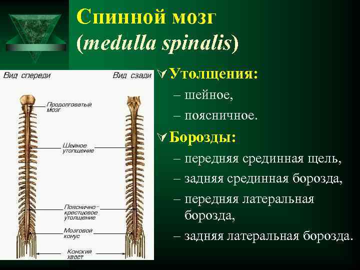 Спинной мозг (medulla spinalis) Ú Утолщения: – шейное, – поясничное. Ú Борозды: – передняя