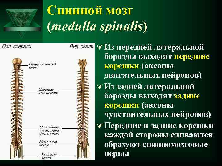 Спинной мозг (medulla spinalis) Ú Из передней латеральной борозды выходят передние корешки (аксоны двигательных