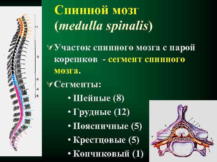 Спинной мозг (medulla spinalis) Ú Участок спинного мозга с парой корешков - сегмент спинного