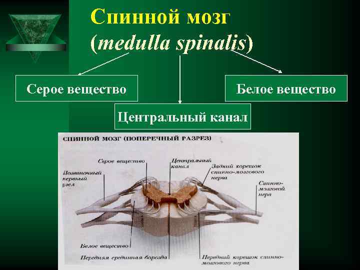 Спинной мозг (medulla spinalis) Серое вещество Белое вещество Центральный канал 